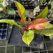 Load image into Gallery viewer, Philodendron Red Moon. not Yellow Flame Variegated exact plant, Fedex 2day