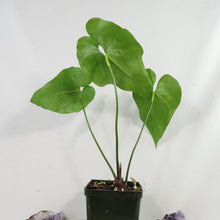 Load image into Gallery viewer, Anthurium Watermaliense 4" pot, Fedex 2day*