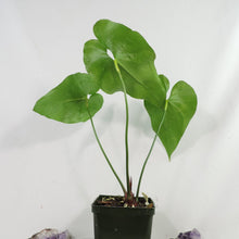 Load image into Gallery viewer, Anthurium Watermaliense Shipped Nationwide