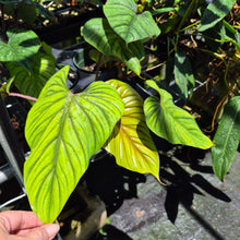 Load image into Gallery viewer, Philodendron Plowmanii 6" pot, Fedex 2day