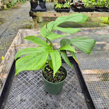 Load image into Gallery viewer, Rhaphidophora Decursiva, Exact Plant Ships Nationwide