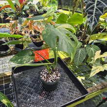 Load image into Gallery viewer, Monstera marilyn variegated, Exact Plant Ships Nationwide.