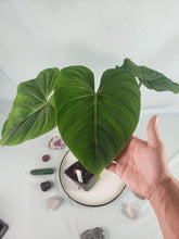 Load image into Gallery viewer, Philodendron Gloriosum, Pink Veined Back, Exact Plant
