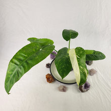 Load image into Gallery viewer, Philodendron Jose Buono, Exact Plant Variegated Ships Nationwide