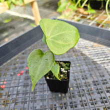 Load image into Gallery viewer, Anthurium Macrolobium, Exact Plant Ships Nationwide