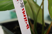 Load image into Gallery viewer, Philodendron Gloriosum Dark Form Exact Plant