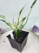 Load image into Gallery viewer, Spathiphylum jessica, Exact Plant, double plant, Variegated