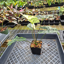 Load image into Gallery viewer, Alocasia Simpo Albo variegated exact plant, Fedex 2day*