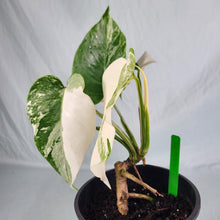 Load image into Gallery viewer, Monstera Borsigiana Albo Deliciosa, Exact Plant Variegated