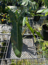 Load image into Gallery viewer, Philodendron Maximum exact plant, Fedex 2day*