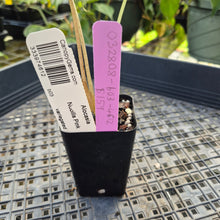 Load image into Gallery viewer, Alocasia nobilis pink Variegated Ships Nationwide