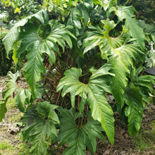 Load image into Gallery viewer, Anthurium Cupulispathum X Pedatum 4" pot, Fedex 2day*