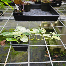 Load image into Gallery viewer, Epipremnum Pinnatum Marble, Exact Plant Variegated Multi plant