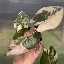 Load image into Gallery viewer, Alocasia Yucatan Princess Pink variegated exact plant, Fedex 2day*