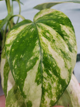 Load image into Gallery viewer, Yellow Flame, Exact Plant, variegated Epipremnum Pinatum