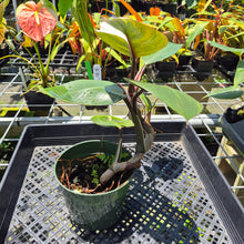 Load image into Gallery viewer, Philodendron White Knight Variegated exact plant, Fedex 2day*