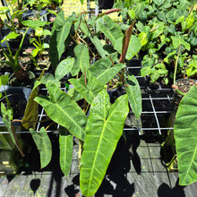 Load image into Gallery viewer, Philodendron Maximum 6" pot, Fedex 2day