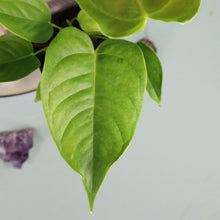 Load image into Gallery viewer, Anthurium Veitchii 4" pot, Fedex 2day*