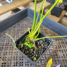 Load image into Gallery viewer, Anthurium Peppermint Splash, Shibori AFF, speckled ,Exact Plant Ships Nationwide