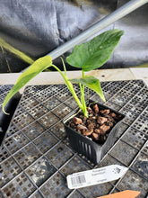 Load image into Gallery viewer, Philodendron Bipennifolium, Exact Plant Variegated Ships Nationwide