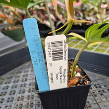 Load image into Gallery viewer, Philodendron Florida Beauty X Tortum Variegated exact plant, Fedex 2day*