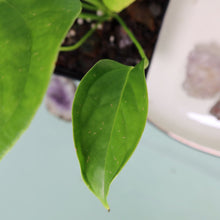Load image into Gallery viewer, Anthurium Veitchii 4" pot, Fedex 2day*