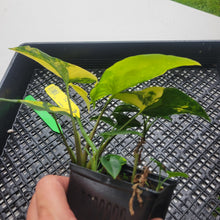 Load image into Gallery viewer, Syngonium Aurea, Exact Plant Variegated Ships Nationwide