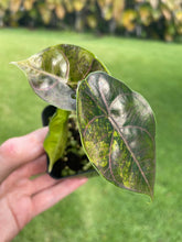 Load image into Gallery viewer, Alocasia Azlanii Aurea variegated 2.5" pot, Fedex 2day*
