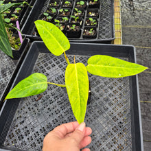 Load image into Gallery viewer, Philodendron Goldiana, Exact Plant Ships Nationwide
