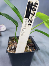Load image into Gallery viewer, Philodendron 69686 Bette Waterbury 2.5" pot, Fedex 2day*