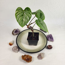 Load image into Gallery viewer, Philodendron Sodiroi True Form, Exact Plant Ships Nationwide