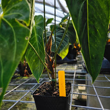 Load image into Gallery viewer, Anthurium Angamarcanum , Exact Plant