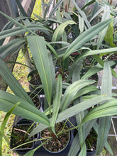 Load image into Gallery viewer, Anthurium Bakeri 6" pot, Fedex 2day