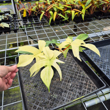 Load image into Gallery viewer, Philodendron Florida Ghost, Exact Plant Ships Nationwide