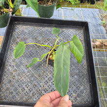 Load image into Gallery viewer, Philodendron Spiritus Sancti, Exact Plant Ships Nationwide