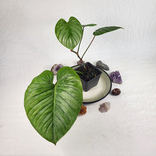 Load image into Gallery viewer, Philodendron Sodiroi True Form, Exact Plant Ships Nationwide