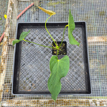 Load image into Gallery viewer, Anthurium Warocqueanum x noid, Exact Plant Ships Nationwide