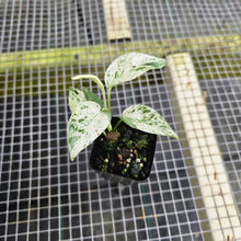 Load image into Gallery viewer, Epipremnum Pinnatum Marble, Exact Plant Variegated Ships Nationwide