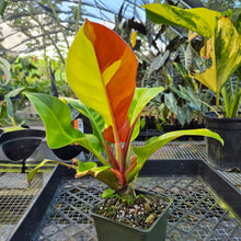 Load image into Gallery viewer, Philodendron Red Moon. not Yellow Flame, Exact Plant Variegated