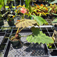 Load image into Gallery viewer, Philodendron Corsinianum exact plant, Fedex 2day*