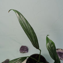 Load image into Gallery viewer, Epipremnum Amplissimum Silver Stripe Shipped Nationwide