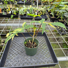 Load image into Gallery viewer, Philodendron Florida Beauty Variegated exact plant, Fedex 2day