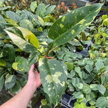 Load image into Gallery viewer, Philodendron Green Congo Nuclear Variegated 4" pot, Fedex 2day*