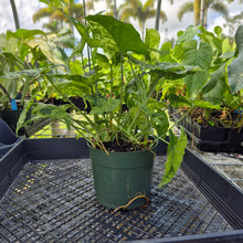 Load image into Gallery viewer, Syngonium Mojito, Exact Plant Variegated Ships Nationwide