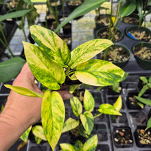 Load image into Gallery viewer, Epipremnum Pinnatum Sunburst Variegated 2.5" pot, Fedex 2day*