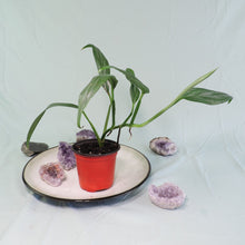 Load image into Gallery viewer, Epipremnum Amplissimum Silver Stripe Shipped Nationwide