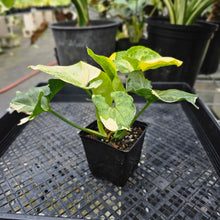 Load image into Gallery viewer, Syngonium Mango Allusion, Orm Thong, Exact Plant Variegated Ships Nationwide