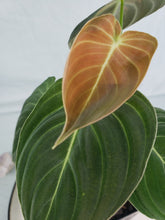 Load image into Gallery viewer, Melanochrysum, exact plant, Philodendron, ships nationwide