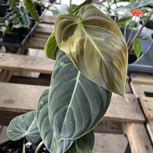 Load image into Gallery viewer, Philodendron Melanochrysum Variegated exact plant, Fedex 2day*