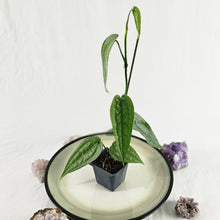 Load image into Gallery viewer, Anthurium Sp. Limon, Exact Plant Ships Nationwide